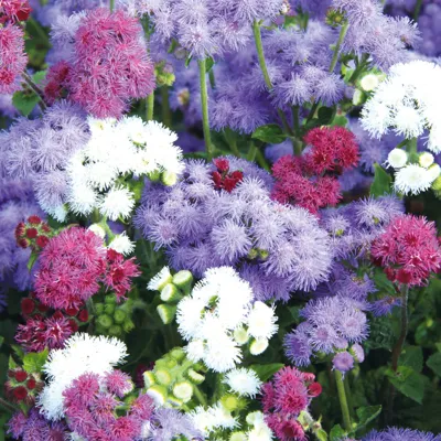 Ageratum houstonianum MARINA MIX Marina Mix