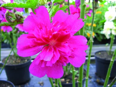 Alcea rosea ARIELLA® Red