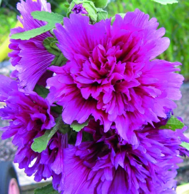 Alcea rosea ARIELLA® Rose