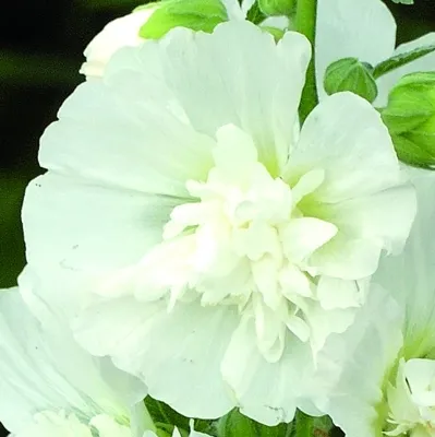 Alcea rosea ARIELLA® White