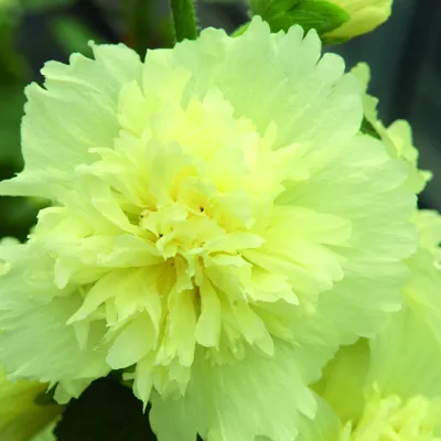 Alcea rosea ARIELLA® Yellow