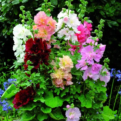 Alcea rosea ARIELLA® Mix