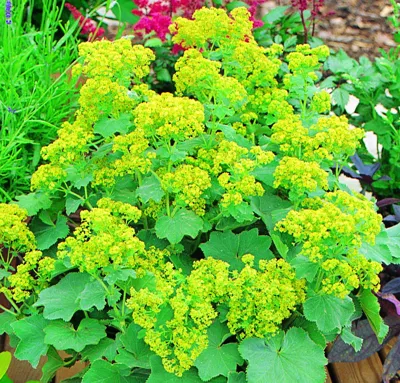 Alchemilla mollis THRILLER Thriller