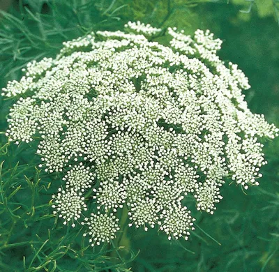 Ammi visnaga GREEN MIST Green Mist