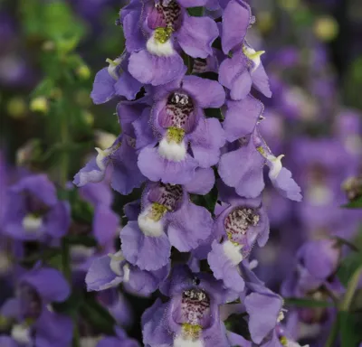 Angelonia x gardneri Angelito® F1 Blue zomerorchidee