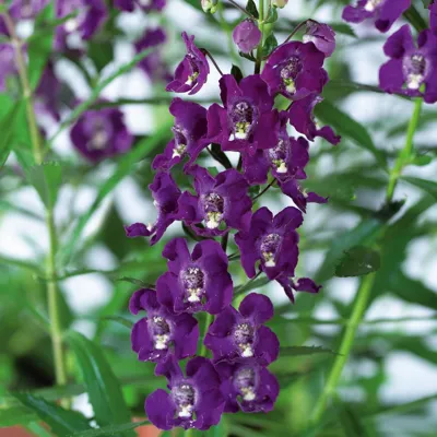 Angelonia x gardneri Angelito® F1 Purple zomerorchidee, pillenzaad