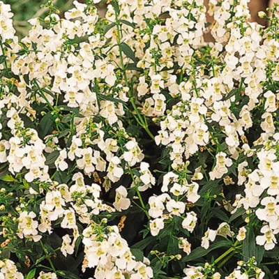 Angelonia x gardneri Angelito® F1 White zomerorchidee, pillenzaad