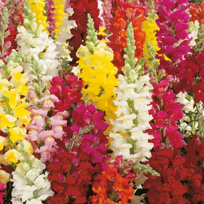 Antirrhinum majus Ribaro F1Mix