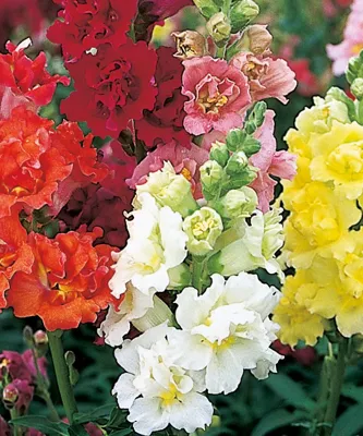 Antirrhinum majus Madame Butterfly F1 Mix