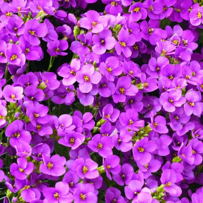 Arabis caucasica Little Treasure