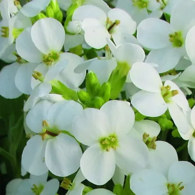 Arabis caucasica Little Treasure