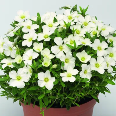 Arenaria montana Blizzard Compact