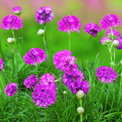Armeria maritima Morning Star rose