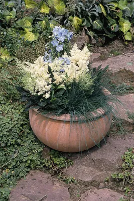 Astilbe x arendsii Astary® White | spiraea