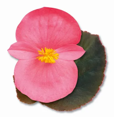 Begonia x benariensis Big F1 Rose met bronskleurig blad