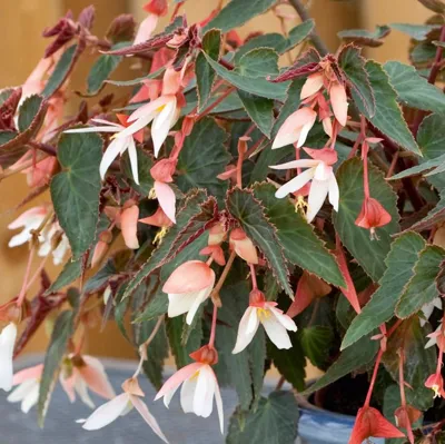 Begonia boliviensis La Paz F1Appleblossom