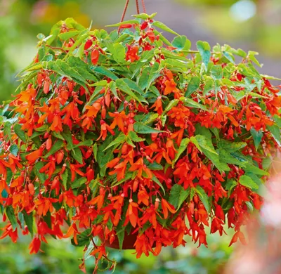 Begonia boliviensis La Paz F1Orange