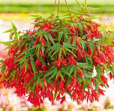 Begonia boliviensis La Paz F1Red