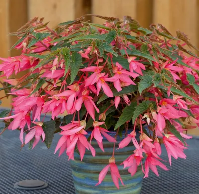 Begonia boliviensis La Paz F1 Rose