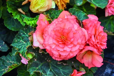 Begonia x tuberhybrida Tubby® Peach Bicolor F1