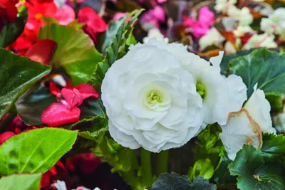 Begonia x tuberhybrida Tubby® F1White