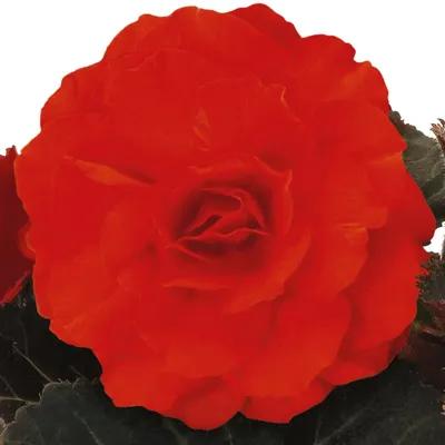 Begonia x tuberhybrida Nonstop® Mocca F1 Deep Orange