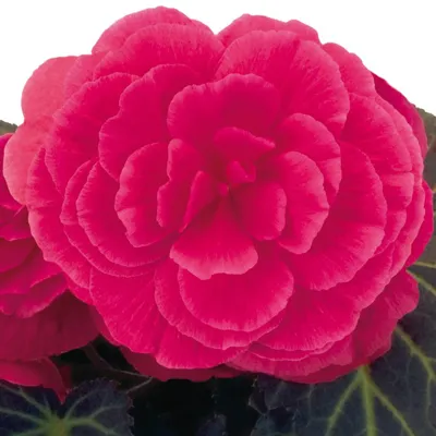 Begonia x tuberhybrida Nonstop® Mocca F1 Pink Shades