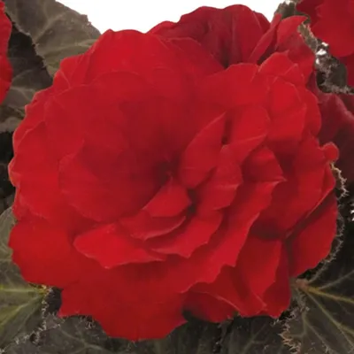 Begonia x tuberhybrida Nonstop® Mocca F1 Scarlet