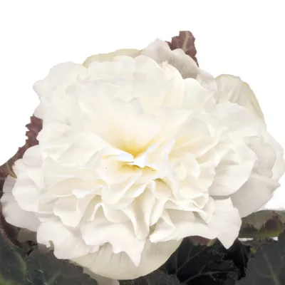 Begonia x tuberhybrida Nonstop® Mocca F1White