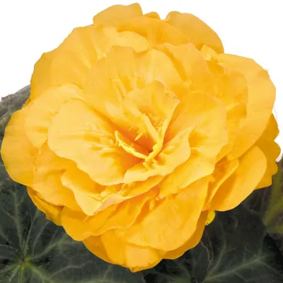 Begonia x tuberhybrida Nonstop® Mocca F1 Yellow