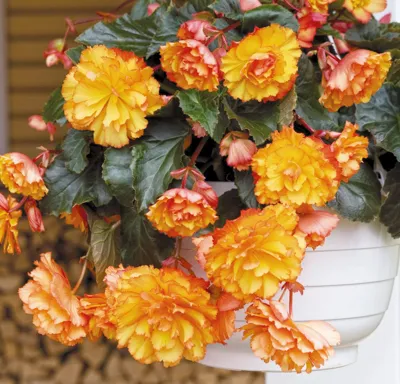 Begonia x tuberhybrida Illumination® F1 Golden Picotee