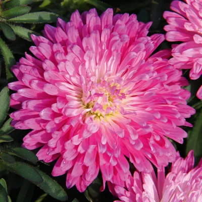 Callistephus chinensis TEPPICH Rosa