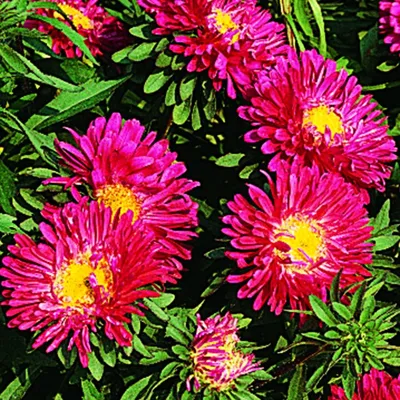 Callistephus chinensis TEPPICH Rot