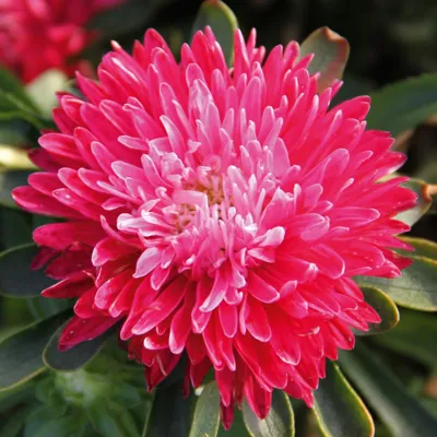 Callistephus chinensis TEPPICH Scharlach
