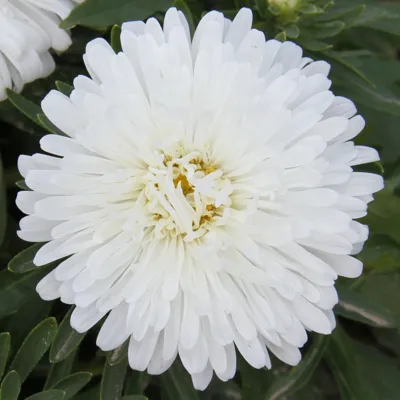 Callistephus chinensis TEPPICH Weiß