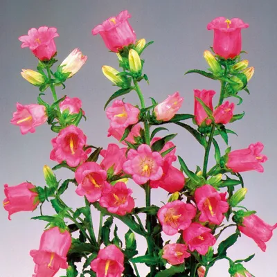Campanula medium Champion F1 Pink ca 100 pillen