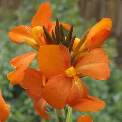 Cannova F1 Orange Shades