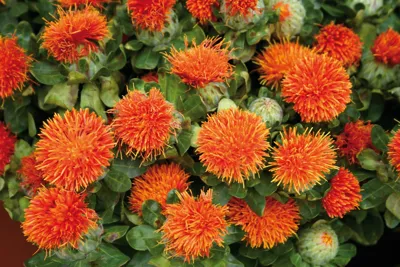 Carthamus tinctorius ORANGE BALL Orange Ball