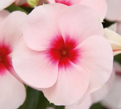 Catharanthus roseus Atlantis Apricot