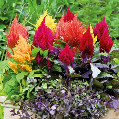 Celosia argentea FASHION LOOK MIX Fashion Look Mix