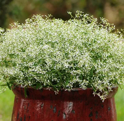 Chamaesyce hypericifolia Glitz