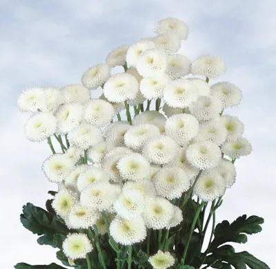 Chrysanthemum parthenium Madonna