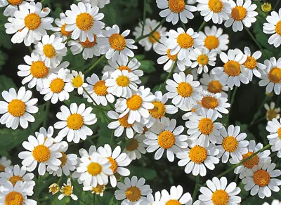 Chrysanthemum parthenium Snow Star