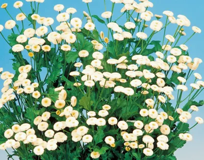 Chrysanthemum parthenium Summer Spirit