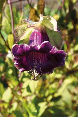 Cobaea scandens GLOCKE Violett