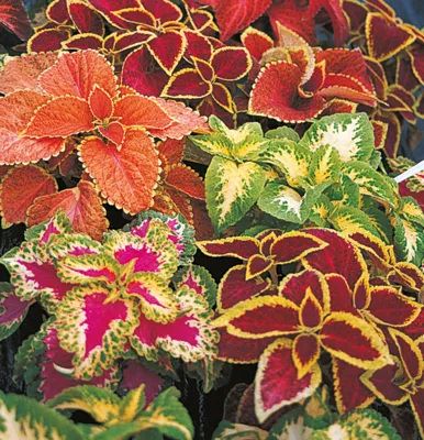 Coleus x blumei Wizard Mix | Siernetel ca 100 zaden