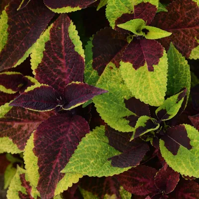 Coleus x blumei Solento Burgundy lime