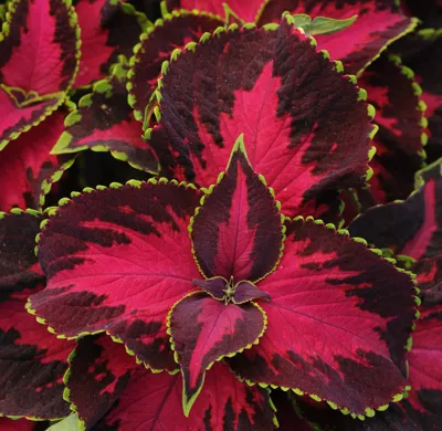 Coleus x blumei Solento Dark Cherry