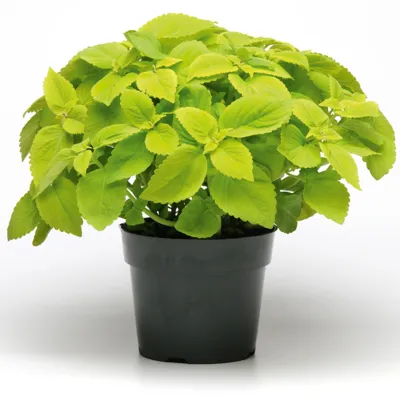 Coleus x blumei Solento Lime