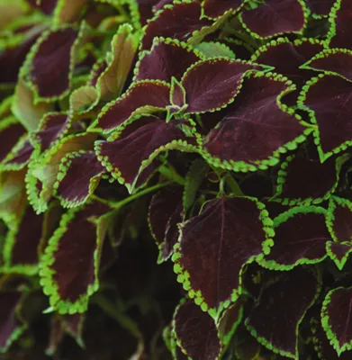 Coleus x blumei Solento Mint